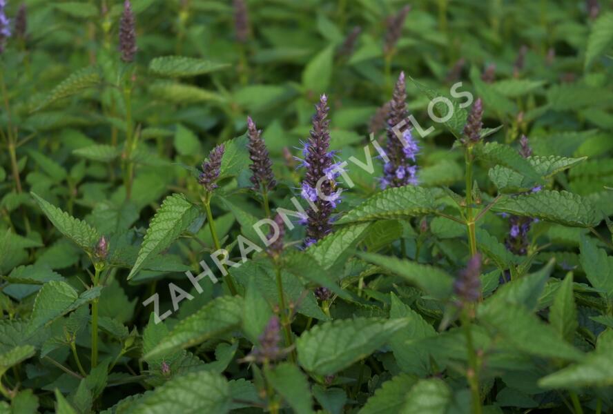 Agastache 'Little Adder' - Agastache hybrida 'Little Adder'