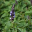 Agastache 'Little Adder' - Agastache hybrida 'Little Adder'