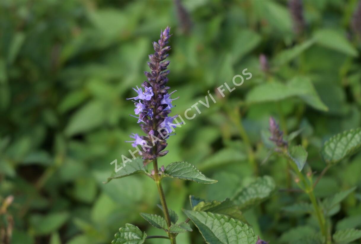 Agastache 'Little Adder' - Agastache hybrida 'Little Adder'