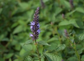 Agastache 'Little Adder' - Agastache hybrida 'Little Adder'