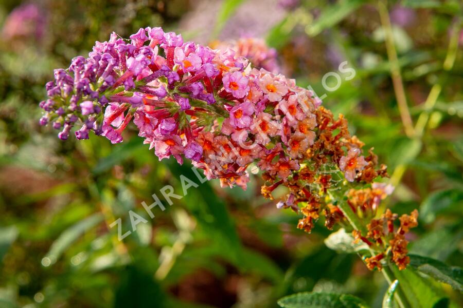 Motýlí keř, Komule 'Flower Power' - Buddleja weyeriana 'Flower Power'
