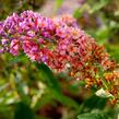 Motýlí keř, Komule 'Flower Power' - Buddleja weyeriana 'Flower Power'