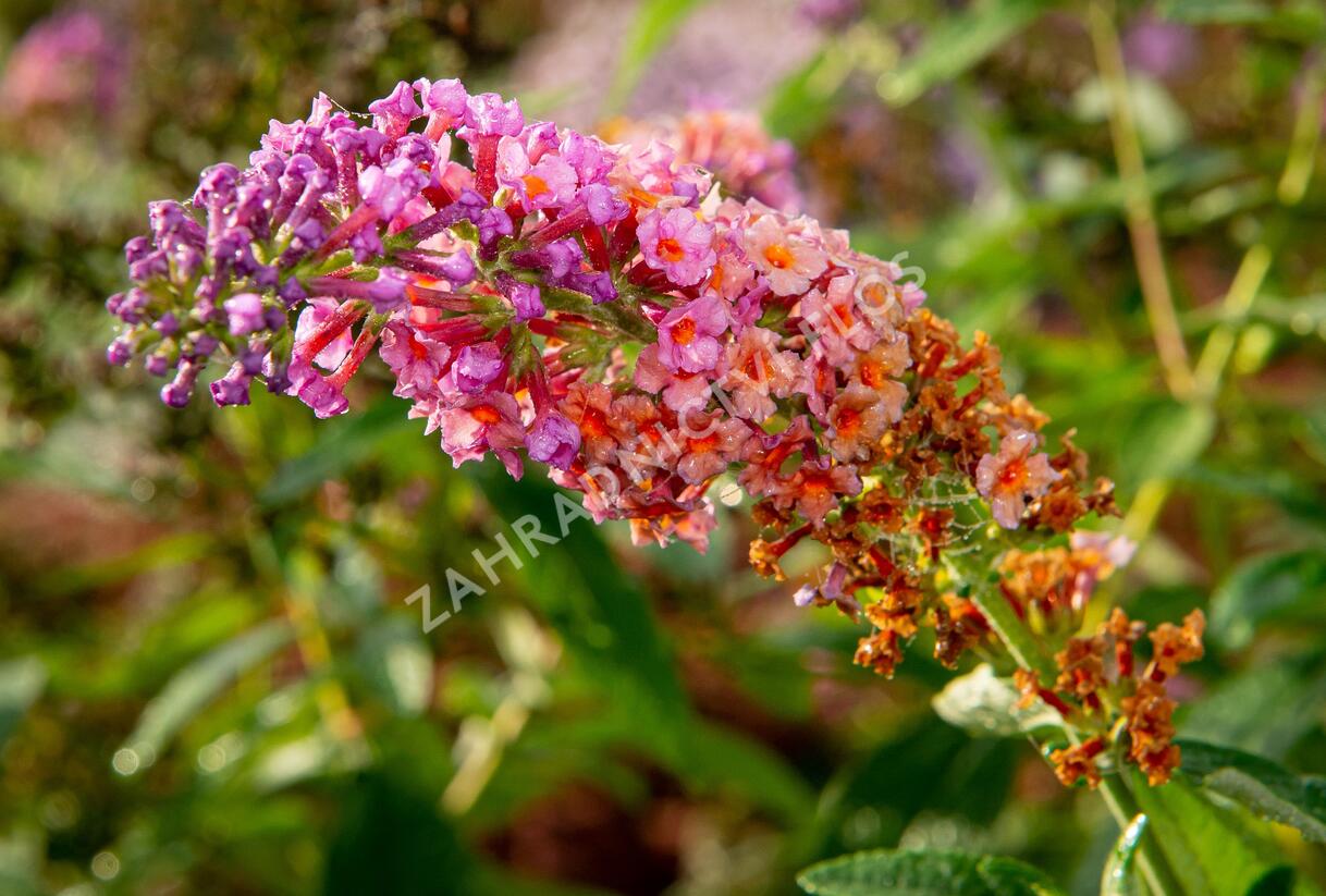 Motýlí keř, Komule Weyerova 'Flower Power' - Buddleja weyeriana 'Flower Power'