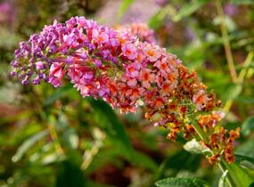 Motýlí keř, Komule Weyerova 'Flower Power' - Buddleja weyeriana 'Flower Power'