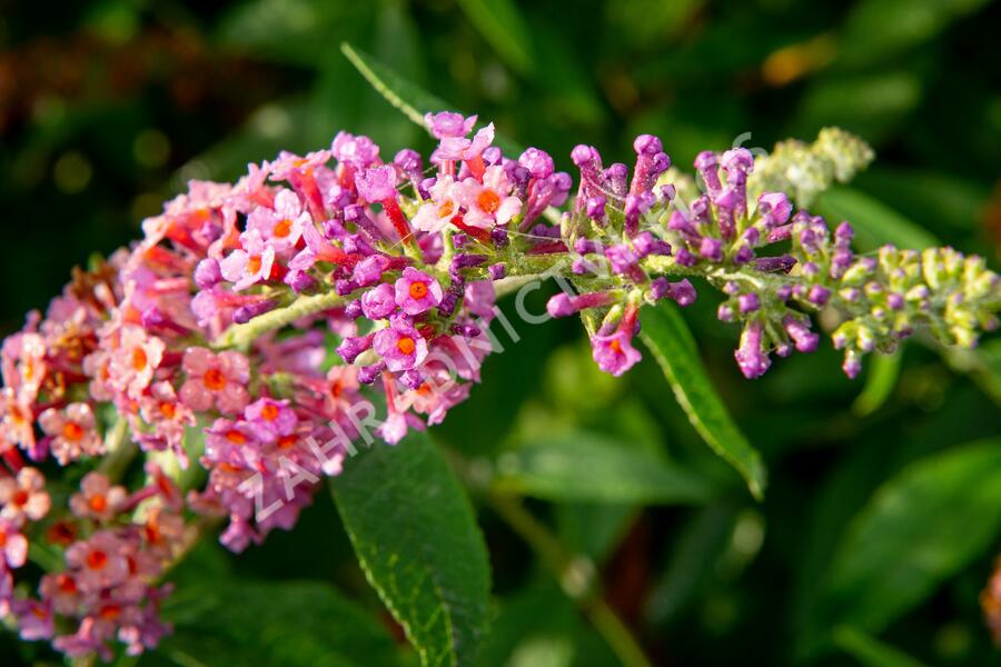 Motýlí keř, Komule 'Flower Power' - Buddleja weyeriana 'Flower Power'