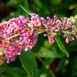 Motýlí keř, Komule 'Flower Power' - Buddleja weyeriana 'Flower Power'