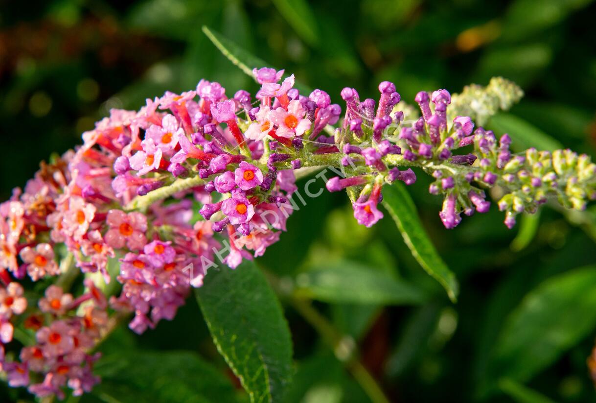 Motýlí keř, Komule Weyerova 'Flower Power' - Buddleja weyeriana 'Flower Power'