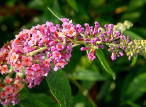Motýlí keř, Komule Weyerova 'Flower Power' - Buddleja weyeriana 'Flower Power'