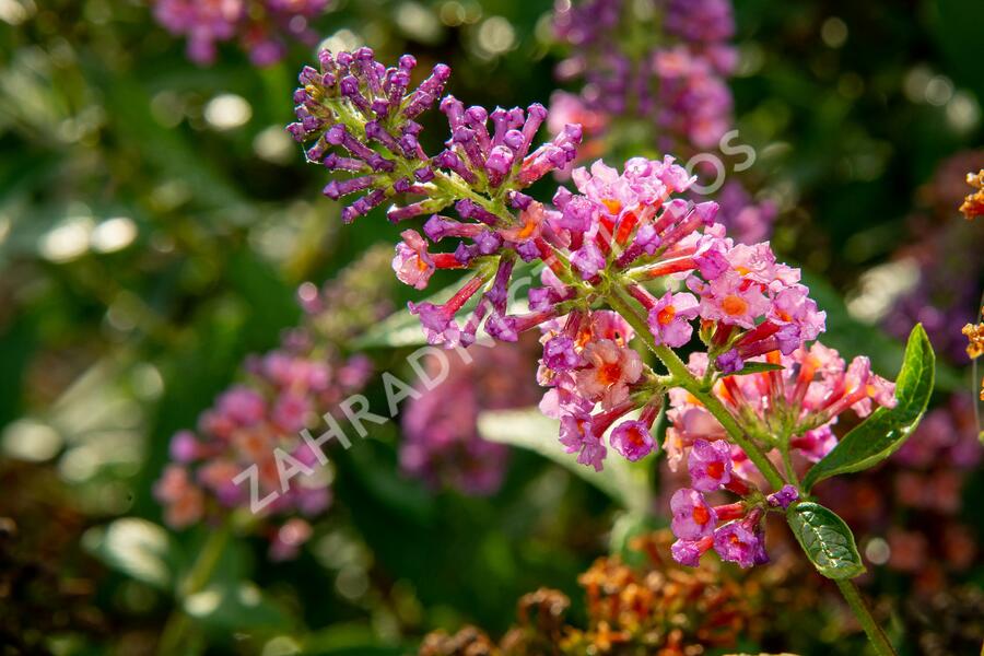 Motýlí keř, Komule 'Flower Power' - Buddleja weyeriana 'Flower Power'