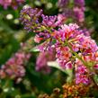 Motýlí keř, Komule 'Flower Power' - Buddleja weyeriana 'Flower Power'