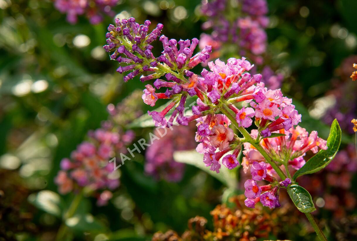Motýlí keř, Komule Weyerova 'Flower Power' - Buddleja weyeriana 'Flower Power'