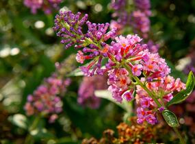Motýlí keř, Komule Weyerova 'Flower Power' - Buddleja weyeriana 'Flower Power'