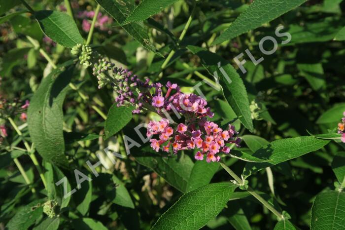 Motýlí keř, Komule 'Flower Power' - Buddleja weyeriana 'Flower Power'