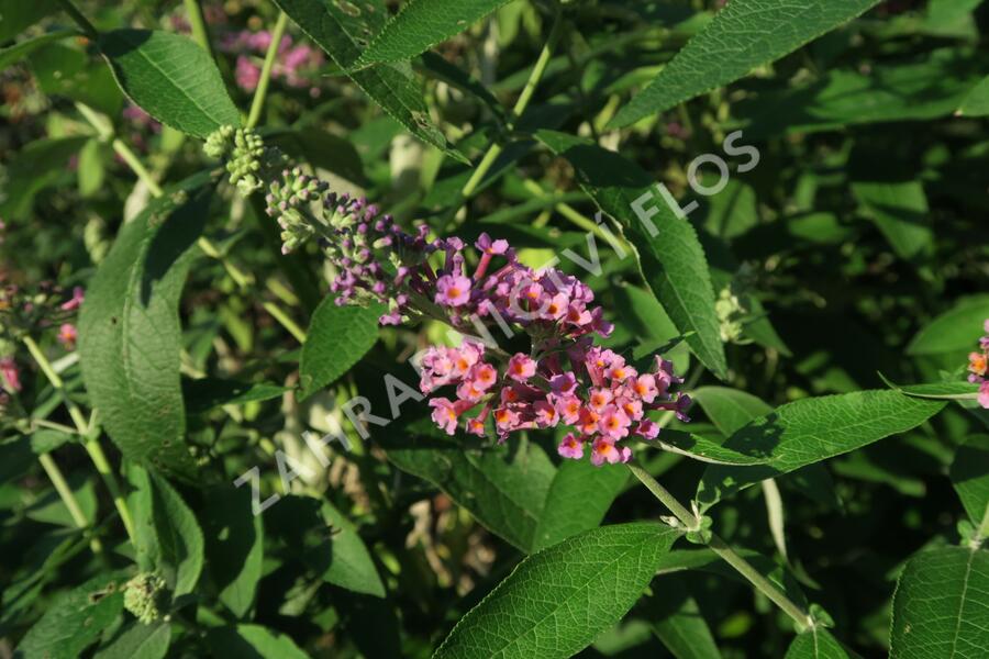 Motýlí keř, Komule 'Flower Power' - Buddleja weyeriana 'Flower Power'