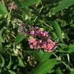Motýlí keř, Komule 'Flower Power' - Buddleja weyeriana 'Flower Power'