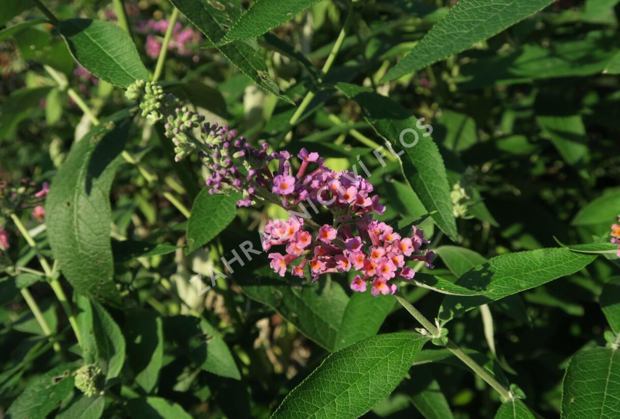 Motýlí keř, Komule Weyerova 'Flower Power' - Buddleja weyeriana 'Flower Power'