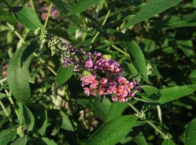 Motýlí keř, Komule Weyerova 'Flower Power' - Buddleja weyeriana 'Flower Power'