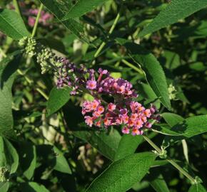 Motýlí keř, Komule 'Flower Power' - Buddleja weyeriana 'Flower Power'