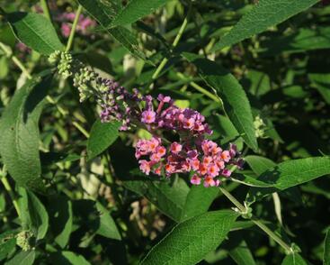 Motýlí keř, Komule Weyerova 'Flower Power'