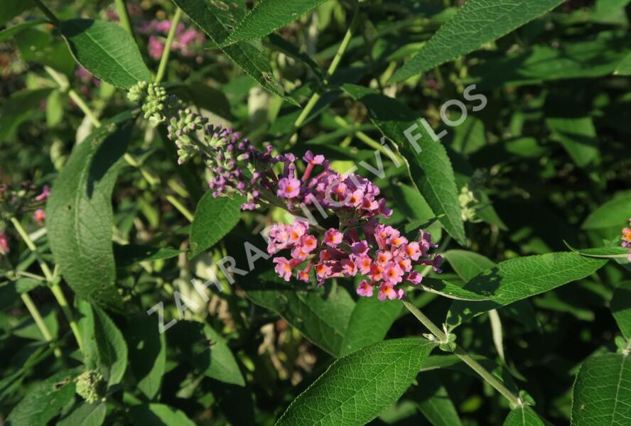 Motýlí keř, Komule Weyerova 'Flower Power' - Buddleja weyeriana 'Flower Power'