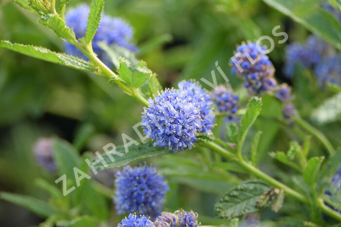 Latnatec 'Blue Diamond' - Ceanothus 'Blue Diamond'