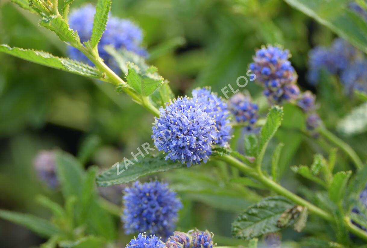 Latnatec 'Blue Diamond' - Ceanothus × delilianus 'Blue Diamond'