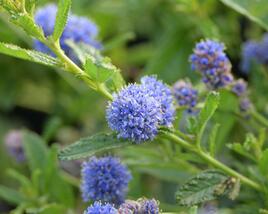 Latnatec 'Blue Diamond'