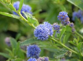Latnatec 'Blue Diamond' - Ceanothus × delilianus 'Blue Diamond'