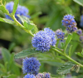 Latnatec 'Blue Diamond' - Ceanothus 'Blue Diamond'