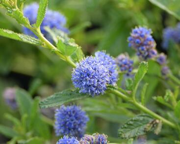 Latnatec 'Blue Diamond'