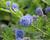 Latnatec 'Blue Diamond'