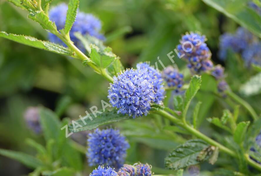 Latnatec 'Blue Diamond' - Ceanothus × delilianus 'Blue Diamond'