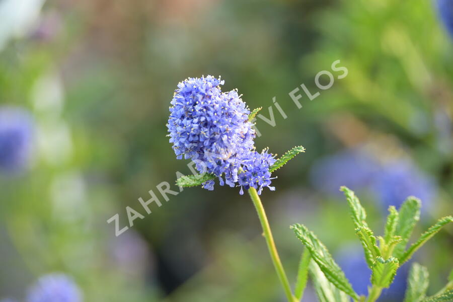 Latnatec 'Blue Diamond' - Ceanothus 'Blue Diamond'