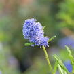 Latnatec 'Blue Diamond' - Ceanothus 'Blue Diamond'