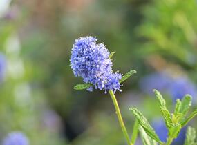 Latnatec 'Blue Diamond' - Ceanothus × delilianus 'Blue Diamond'