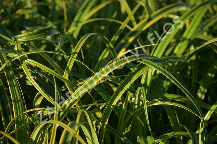 Ostřice 'Rekohu Sunrise' - Carex trifida 'Rekohu Sunrise'
