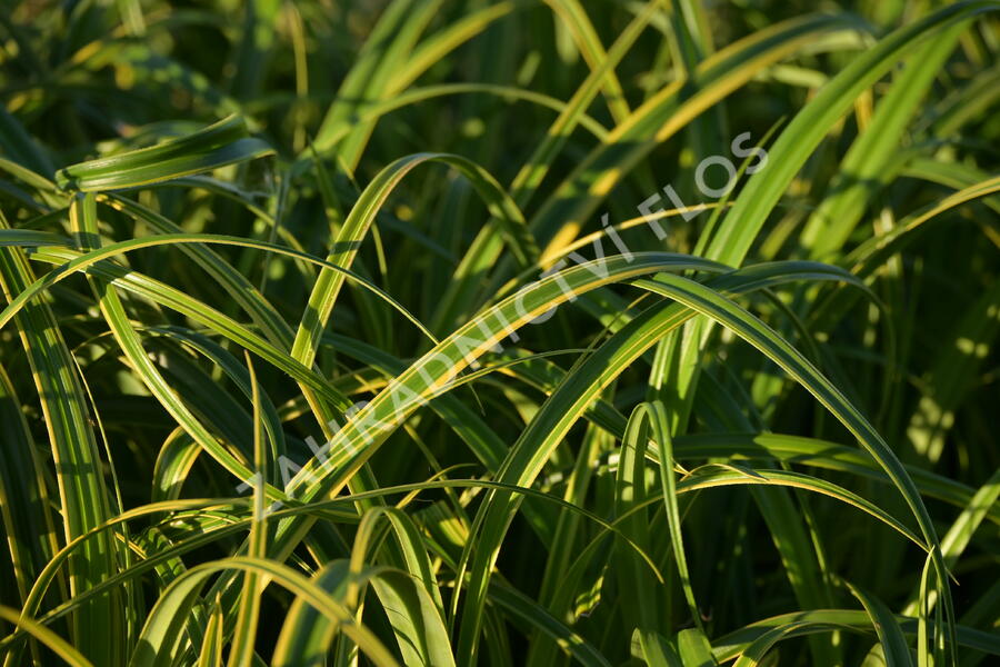 Ostřice 'Rekohu Sunrise' - Carex trifida 'Rekohu Sunrise'