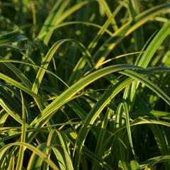 Ostřice 'Rekohu Sunrise' - Carex trifida 'Rekohu Sunrise'