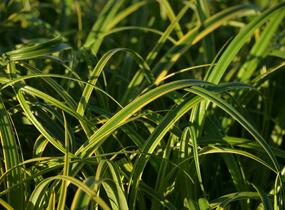 Ostřice 'Rekohu Sunrise' - Carex trifida 'Rekohu Sunrise'