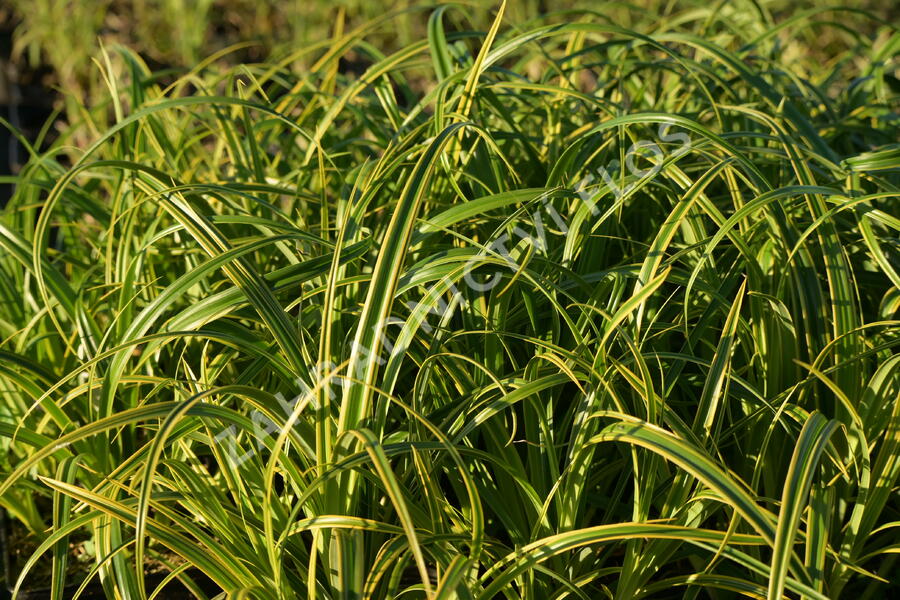 Ostřice 'Rekohu Sunrise' - Carex trifida 'Rekohu Sunrise'