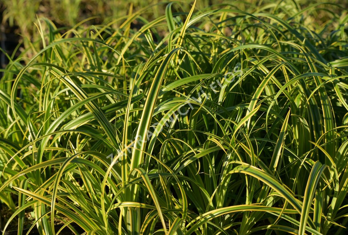 Ostřice 'Rekohu Sunrise' - Carex trifida 'Rekohu Sunrise'