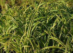 Ostřice 'Rekohu Sunrise' - Carex trifida 'Rekohu Sunrise'