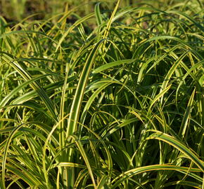 Ostřice 'Rekohu Sunrise' - Carex trifida 'Rekohu Sunrise'