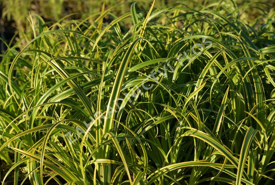 Ostřice 'Rekohu Sunrise' - Carex trifida 'Rekohu Sunrise'