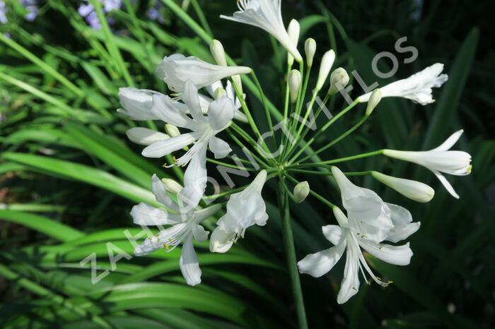 Kalokvět, lilovník africký 'Albus' - Agapanthus umbellatus 'Albus'