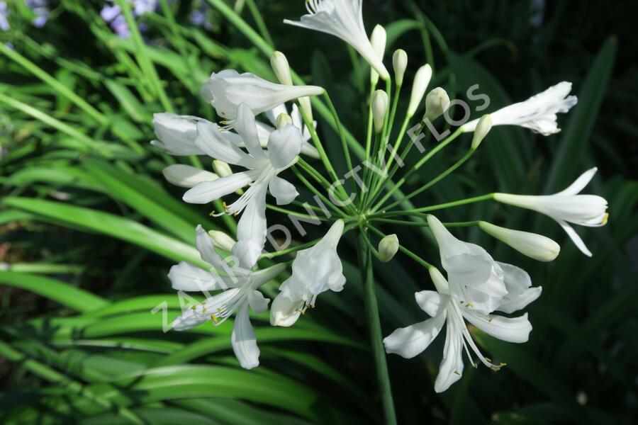Kalokvět, lilovník africký 'Albus' - Agapanthus umbellatus 'Albus'