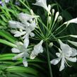Kalokvět, lilovník africký 'Albus' - Agapanthus umbellatus 'Albus'