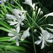 Kalokvět 'Albus' - Agapanthus umbellatus 'Albus'