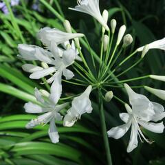 Kalokvět, lilovník africký 'Albus' - Agapanthus umbellatus 'Albus'