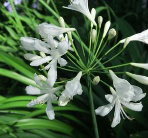 Kalokvět 'Albus' - Agapanthus umbellatus 'Albus'